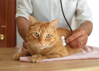 3 tödliche Katzenkrankheiten – Was Sie wissen müssen