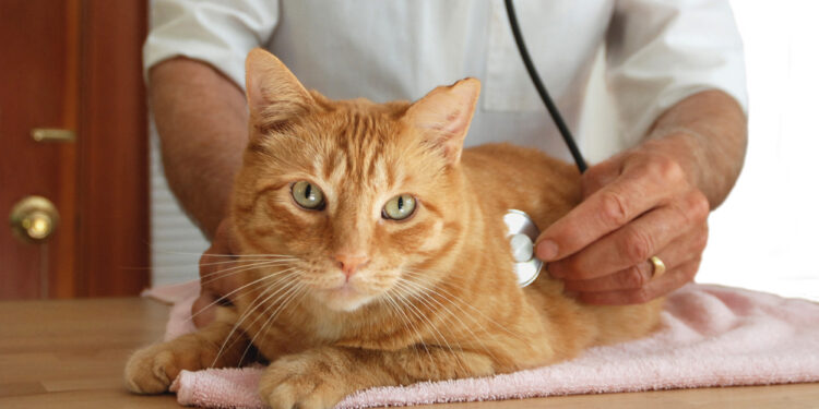 3 tödliche Katzenkrankheiten – Was Sie wissen müssen