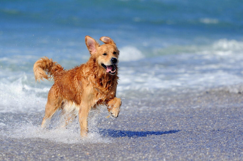 Urlaub mit Hund in Dänemark: Freiheit, Strandvergnügen und nordische Natur