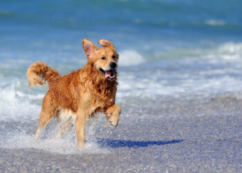 Urlaub mit Hund in Dänemark: Freiheit, Strandvergnügen und nordische Natur