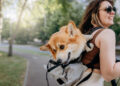 Der Hund in der modernen Gesellschaft: Zwischen Mobilität, Lebensstil und Partnerschaft In den letzten Jahrzehnten hat sich das Bild des Hundes in unserer Gesellschaft grundlegend gewandelt. War der Vierbeiner früher hauptsächlich Nutztier, Wachhund oder gelegentliches Haustier, so nimmt er heute vielfach die Rolle eines vollwertigen Familienmitglieds ein. Diese Entwicklung bringt neue Anforderungen mit sich. Hunde werden nicht mehr nur im Garten gehalten, sondern sind fester Bestandteil eines urbanen, mobilen Lebensstils. Sie begleiten ihre Halter auf Reisen, beim Einkaufen, bei Wanderungen oder sogar ins Büro. Daraus ergeben sich neue Bedürfnisse an Transport- und Mobilitätslösungen – und genau an diesem Punkt rücken die Hunderucksäcke in den Fokus. Mehr als ein modisches Accessoire: Die Funktion eines Hunderucksacks Ein Hunderucksack ist weit mehr als nur ein stylisches Utensil für Hundebesitzer. Er dient in erster Linie der sicheren und komfortablen Beförderung des Hundes über längere Distanzen oder in Situationen, in denen das Tier aus gesundheitlichen oder organisatorischen Gründen nicht selbst laufen kann. Insbesondere beim Hunderucksack Wandern zeigt sich der praktische Nutzen: Auf anspruchsvollen Strecken kann der Hund geschont werden, ohne dass er zurückgelassen werden muss. Auch in der Stadt, im öffentlichen Nahverkehr oder auf einem Motorrad („Hunderucksack Motorrad“) bietet der Rucksack eine sinnvolle Lösung. Für Hunde mit Einschränkungen, wie z. B. im fortgeschrittenen Alter, mit Gelenkproblemen oder nach Operationen, ist ein Hunderucksack oft eine unerlässliche Hilfe. Zudem profitieren kleine Rassen, die schneller ermüdet sind, von der Möglichkeit, sicher und bequem getragen zu werden. Modelle wie der Hunderucksack bis 5 kg oder der Hunderucksack bis 10 kg sind hier besonders gefragt. Ergonomie und Sicherheit: Worauf es bei der Auswahl ankommt Die Auswahl eines passenden Hunderucksacks sollte mit größter Sorgfalt erfolgen. Dabei sind sowohl das Gewicht als auch die Körperform des Tieres zu berücksichtigen. Ein hochwertiger Rucksack bietet ausreichend Polsterung, atmungsaktive Materialien und stabile Gurtsysteme, die eine ergonomische Verteilung des Gewichts gewährleisten. Es gibt eine breite Spannbreite an Größenklassen: vom Hunderucksack bis 15 kg über den Hunderucksack bis 20 kg bis hin zum Hunderucksack bis 40 kg für besonders große Tiere. Für große Rassen ist die Stabilität des Rucksacks von besonderer Bedeutung, weshalb gezielt nach Hunderucksack große Hunde gesucht wird. Modelle für kleinere Hunde zeichnen sich dagegen durch geringeres Eigengewicht und flexiblere Materialien aus. Hier stehen Varianten wie der Hunderucksack kleine Hunde im Vordergrund, die sich durch kompakte Bauweise und hohe Wendigkeit auszeichnen. Emotionale Nähe und Vertrauen durch physische Nähe Neben den praktischen Aspekten birgt die Nutzung eines Hunderucksacks auch emotionale Vorteile. Der enge Körperkontakt zwischen Mensch und Tier kann das Sicherheitsgefühl des Hundes stärken und das Vertrauen festigen. Viele Hundehalter berichten, dass sich ihre Tiere im Rucksack schnell wohlfühlen, da sie nah am Körper ihres Menschen sind. Insbesondere in lauten, unübersichtlichen Umgebungen wie Innenstädten, auf Bahnhöfen oder in Einkaufszentren kann ein Hunderucksack für Ruhe und Geborgenheit sorgen. Auch in Alltagssituationen, etwa beim Wochenmarktbummel, auf einer Fahrradtour oder beim Urlaub in fremder Umgebung, erweist sich der Rucksack als nützliches Mittel, um den Hund stressfrei zu integrieren. Modellvielfalt und Qualitätsunterschiede im Überblick Die Bandbreite an Hunderucksäcken ist mittlerweile beachtlich. Von funktionalen Basismodellen bis zu hochwertigen Outdoor-Rucksäcken mit Spezialfunktionen bietet der Markt für jede Anforderung eine passende Lösung. Laut aktuellen Hunderucksack Test-Ergebnissen schneiden insbesondere Modelle mit atmungsaktiven Einsätzen, reflektierenden Elementen und durchdachtem Tragesystem gut ab. Besondere Aufmerksamkeit verdienen Varianten für die Mitnahme auf motorisierten Fahrzeugen – etwa beim Hunderucksack Motorrad. Hier stehen Sicherheit und Stabilität im Vordergrund. Viele Hersteller setzen auf robuste Hartschalen und Gurtsysteme, die eine feste Verankerung am Fahrzeug ermöglichen. Experteneinschätzung: Was sagt die Fachwelt? Dr. Nina Engel, Produktexpertin bei Petwareshop.com, betont die zunehmende Bedeutung von ergonomischen Transportlösungen im Alltag mit Hund: „Ein gut durchdachter Hunderucksack kann nicht nur die Mobilität des Hundes sicherstellen, sondern auch den Halter physisch entlasten und emotionale Nähe fördern. Besonders bei langen Touren oder im städtischen Verkehr ist ein qualitativ hochwertiges Modell eine sinnvolle Investition.“ Laut Petwareshop.com steigt die Nachfrage nach tragbaren Hundelösungen jährlich deutlich, was die Relevanz dieses Themas unterstreicht. Nachhaltigkeit und Innovation: Blick in die Zukunft Mit der steigenden Nachfrage nach Hunderucksäcken steigt auch das Innovationspotenzial. Immer mehr Marken setzen auf recycelte oder besonders langlebige Materialien. Hinzu kommen Features wie integrierte Belüftungssysteme, wasserabweisende Stoffe, modulare Verstaumöglichkeiten oder faltbare Bauweisen, die den Transport im Alltag erleichtern. In naher Zukunft dürfen zudem vermehrt spezialisierte Modelle für bestimmte Hunderassen oder medizinische Bedürfnisse auf den Markt kommen. Häufig gestellte Fragen zum Thema Hunderucksack Wofür braucht man einen Hunderucksack? Ein Hunderucksack wird verwendet, um Hunde sicher und bequem zu transportieren, wenn sie selbst nicht laufen können oder sollen. Typische Einsatzgebiete sind Wanderungen, Städtetrips, Reisen mit öffentlichen Verkehrsmitteln oder die Mitnahme auf dem Motorrad. Auch bei gesundheitlichen Einschränkungen des Tieres erweist sich der Rucksack als nützliche Hilfe. Welche Hunderassen sind für einen Hunderucksack geeignet? Grundsätzlich eignen sich fast alle Rassen für den Transport im Hunderucksack, solange das passende Modell gewählt wird. Kleine bis mittelgroße Hunde finden meist problemlos Platz. Bei Hunderucksack große Hunde müssen besonders tragfähige Modelle mit verstärktem Boden und stabilen Trägern verwendet werden. Wie finde ich die richtige Größe und Tragkraft für meinen Hund? Ausschlaggebend sind das Gewicht und die Körperlänge des Hundes. Handelsübliche Kategorien sind Hunderucksack bis 5 kg, bis 10 kg, bis 15 kg, bis 20 kg und bis 40 kg. Der Rucksack sollte nicht zu eng, aber auch nicht zu groß sein, damit der Hund sich sicher und geborgen fühlt. Wie gewöhne ich meinen Hund an einen Hunderucksack? Die Gewöhnung sollte behutsam und in mehreren Schritten erfolgen. Anfangs reicht es, den Hund kurz in den Rucksack zu setzen, ohne ihn zu tragen. Später folgen kurze Trageeinheiten in vertrauter Umgebung. Belohnung durch Leckerlis oder Lob verstärkt positive Verknüpfungen. Welche Sicherheitsaspekte sind beim Hunderucksack zu beachten? Wichtige Kriterien sind feste Gurtsysteme, gut gepolsterte Innenflächen, atmungsaktive Materialien und rutschfeste Standflächen. Druckstellen und Hitzestau müssen vermieden werden. Bei Modellen für das Motorrad sollte zudem eine Fixierungsmöglichkeit vorhanden sein. Gibt es gesundheitliche Bedenken beim Tragen eines Hunderucksacks? Grundsätzlich ist der Transport im Rucksack für gesunde Hunde unbedenklich. Bei bestehenden orthopädischen Problemen oder Atemwegserkrankungen sollte jedoch ein Tierarzt zu Rate gezogen werden. Eine Überlastung durch zu langes Tragen ist ebenfalls zu vermeiden. Welche zusätzlichen Funktionen oder Ausstattungen sind bei einem Hunderucksack sinnvoll? Nützlich sind z. B. Reflektoren für Sichtbarkeit, integrierte Taschen für Zubehör, wasserabweisende Materialien, Belüftungsfenster und herausnehmbare Einlagen. Je nach Nutzungsszenario variieren die Prioritäten. Welche Hunderucksackmodelle sind empfehlenswert? In aktuellen Hunderucksack Test-Berichten schneiden Modelle mit ergonomischem Rückenteil, verstellbaren Gurten und atmungsaktiven Mesh-Einsätzen besonders gut ab. Marken, die auf Outdoorbedarf spezialisiert sind, bieten oft langlebige, funktionale Lösungen an. Mit einem hochwertigen Hunderucksack wird der Vierbeiner nicht nur sicher und bequem transportiert, sondern bleibt auch auf allen Wegen ein treuer Begleiter – ganz gleich, wohin die Reise geht.