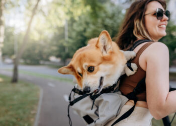Der Hund in der modernen Gesellschaft: Zwischen Mobilität, Lebensstil und Partnerschaft In den letzten Jahrzehnten hat sich das Bild des Hundes in unserer Gesellschaft grundlegend gewandelt. War der Vierbeiner früher hauptsächlich Nutztier, Wachhund oder gelegentliches Haustier, so nimmt er heute vielfach die Rolle eines vollwertigen Familienmitglieds ein. Diese Entwicklung bringt neue Anforderungen mit sich. Hunde werden nicht mehr nur im Garten gehalten, sondern sind fester Bestandteil eines urbanen, mobilen Lebensstils. Sie begleiten ihre Halter auf Reisen, beim Einkaufen, bei Wanderungen oder sogar ins Büro. Daraus ergeben sich neue Bedürfnisse an Transport- und Mobilitätslösungen – und genau an diesem Punkt rücken die Hunderucksäcke in den Fokus. Mehr als ein modisches Accessoire: Die Funktion eines Hunderucksacks Ein Hunderucksack ist weit mehr als nur ein stylisches Utensil für Hundebesitzer. Er dient in erster Linie der sicheren und komfortablen Beförderung des Hundes über längere Distanzen oder in Situationen, in denen das Tier aus gesundheitlichen oder organisatorischen Gründen nicht selbst laufen kann. Insbesondere beim Hunderucksack Wandern zeigt sich der praktische Nutzen: Auf anspruchsvollen Strecken kann der Hund geschont werden, ohne dass er zurückgelassen werden muss. Auch in der Stadt, im öffentlichen Nahverkehr oder auf einem Motorrad („Hunderucksack Motorrad“) bietet der Rucksack eine sinnvolle Lösung. Für Hunde mit Einschränkungen, wie z. B. im fortgeschrittenen Alter, mit Gelenkproblemen oder nach Operationen, ist ein Hunderucksack oft eine unerlässliche Hilfe. Zudem profitieren kleine Rassen, die schneller ermüdet sind, von der Möglichkeit, sicher und bequem getragen zu werden. Modelle wie der Hunderucksack bis 5 kg oder der Hunderucksack bis 10 kg sind hier besonders gefragt. Ergonomie und Sicherheit: Worauf es bei der Auswahl ankommt Die Auswahl eines passenden Hunderucksacks sollte mit größter Sorgfalt erfolgen. Dabei sind sowohl das Gewicht als auch die Körperform des Tieres zu berücksichtigen. Ein hochwertiger Rucksack bietet ausreichend Polsterung, atmungsaktive Materialien und stabile Gurtsysteme, die eine ergonomische Verteilung des Gewichts gewährleisten. Es gibt eine breite Spannbreite an Größenklassen: vom Hunderucksack bis 15 kg über den Hunderucksack bis 20 kg bis hin zum Hunderucksack bis 40 kg für besonders große Tiere. Für große Rassen ist die Stabilität des Rucksacks von besonderer Bedeutung, weshalb gezielt nach Hunderucksack große Hunde gesucht wird. Modelle für kleinere Hunde zeichnen sich dagegen durch geringeres Eigengewicht und flexiblere Materialien aus. Hier stehen Varianten wie der Hunderucksack kleine Hunde im Vordergrund, die sich durch kompakte Bauweise und hohe Wendigkeit auszeichnen. Emotionale Nähe und Vertrauen durch physische Nähe Neben den praktischen Aspekten birgt die Nutzung eines Hunderucksacks auch emotionale Vorteile. Der enge Körperkontakt zwischen Mensch und Tier kann das Sicherheitsgefühl des Hundes stärken und das Vertrauen festigen. Viele Hundehalter berichten, dass sich ihre Tiere im Rucksack schnell wohlfühlen, da sie nah am Körper ihres Menschen sind. Insbesondere in lauten, unübersichtlichen Umgebungen wie Innenstädten, auf Bahnhöfen oder in Einkaufszentren kann ein Hunderucksack für Ruhe und Geborgenheit sorgen. Auch in Alltagssituationen, etwa beim Wochenmarktbummel, auf einer Fahrradtour oder beim Urlaub in fremder Umgebung, erweist sich der Rucksack als nützliches Mittel, um den Hund stressfrei zu integrieren. Modellvielfalt und Qualitätsunterschiede im Überblick Die Bandbreite an Hunderucksäcken ist mittlerweile beachtlich. Von funktionalen Basismodellen bis zu hochwertigen Outdoor-Rucksäcken mit Spezialfunktionen bietet der Markt für jede Anforderung eine passende Lösung. Laut aktuellen Hunderucksack Test-Ergebnissen schneiden insbesondere Modelle mit atmungsaktiven Einsätzen, reflektierenden Elementen und durchdachtem Tragesystem gut ab. Besondere Aufmerksamkeit verdienen Varianten für die Mitnahme auf motorisierten Fahrzeugen – etwa beim Hunderucksack Motorrad. Hier stehen Sicherheit und Stabilität im Vordergrund. Viele Hersteller setzen auf robuste Hartschalen und Gurtsysteme, die eine feste Verankerung am Fahrzeug ermöglichen. Experteneinschätzung: Was sagt die Fachwelt? Dr. Nina Engel, Produktexpertin bei Petwareshop.com, betont die zunehmende Bedeutung von ergonomischen Transportlösungen im Alltag mit Hund: „Ein gut durchdachter Hunderucksack kann nicht nur die Mobilität des Hundes sicherstellen, sondern auch den Halter physisch entlasten und emotionale Nähe fördern. Besonders bei langen Touren oder im städtischen Verkehr ist ein qualitativ hochwertiges Modell eine sinnvolle Investition.“ Laut Petwareshop.com steigt die Nachfrage nach tragbaren Hundelösungen jährlich deutlich, was die Relevanz dieses Themas unterstreicht. Nachhaltigkeit und Innovation: Blick in die Zukunft Mit der steigenden Nachfrage nach Hunderucksäcken steigt auch das Innovationspotenzial. Immer mehr Marken setzen auf recycelte oder besonders langlebige Materialien. Hinzu kommen Features wie integrierte Belüftungssysteme, wasserabweisende Stoffe, modulare Verstaumöglichkeiten oder faltbare Bauweisen, die den Transport im Alltag erleichtern. In naher Zukunft dürfen zudem vermehrt spezialisierte Modelle für bestimmte Hunderassen oder medizinische Bedürfnisse auf den Markt kommen. Häufig gestellte Fragen zum Thema Hunderucksack Wofür braucht man einen Hunderucksack? Ein Hunderucksack wird verwendet, um Hunde sicher und bequem zu transportieren, wenn sie selbst nicht laufen können oder sollen. Typische Einsatzgebiete sind Wanderungen, Städtetrips, Reisen mit öffentlichen Verkehrsmitteln oder die Mitnahme auf dem Motorrad. Auch bei gesundheitlichen Einschränkungen des Tieres erweist sich der Rucksack als nützliche Hilfe. Welche Hunderassen sind für einen Hunderucksack geeignet? Grundsätzlich eignen sich fast alle Rassen für den Transport im Hunderucksack, solange das passende Modell gewählt wird. Kleine bis mittelgroße Hunde finden meist problemlos Platz. Bei Hunderucksack große Hunde müssen besonders tragfähige Modelle mit verstärktem Boden und stabilen Trägern verwendet werden. Wie finde ich die richtige Größe und Tragkraft für meinen Hund? Ausschlaggebend sind das Gewicht und die Körperlänge des Hundes. Handelsübliche Kategorien sind Hunderucksack bis 5 kg, bis 10 kg, bis 15 kg, bis 20 kg und bis 40 kg. Der Rucksack sollte nicht zu eng, aber auch nicht zu groß sein, damit der Hund sich sicher und geborgen fühlt. Wie gewöhne ich meinen Hund an einen Hunderucksack? Die Gewöhnung sollte behutsam und in mehreren Schritten erfolgen. Anfangs reicht es, den Hund kurz in den Rucksack zu setzen, ohne ihn zu tragen. Später folgen kurze Trageeinheiten in vertrauter Umgebung. Belohnung durch Leckerlis oder Lob verstärkt positive Verknüpfungen. Welche Sicherheitsaspekte sind beim Hunderucksack zu beachten? Wichtige Kriterien sind feste Gurtsysteme, gut gepolsterte Innenflächen, atmungsaktive Materialien und rutschfeste Standflächen. Druckstellen und Hitzestau müssen vermieden werden. Bei Modellen für das Motorrad sollte zudem eine Fixierungsmöglichkeit vorhanden sein. Gibt es gesundheitliche Bedenken beim Tragen eines Hunderucksacks? Grundsätzlich ist der Transport im Rucksack für gesunde Hunde unbedenklich. Bei bestehenden orthopädischen Problemen oder Atemwegserkrankungen sollte jedoch ein Tierarzt zu Rate gezogen werden. Eine Überlastung durch zu langes Tragen ist ebenfalls zu vermeiden. Welche zusätzlichen Funktionen oder Ausstattungen sind bei einem Hunderucksack sinnvoll? Nützlich sind z. B. Reflektoren für Sichtbarkeit, integrierte Taschen für Zubehör, wasserabweisende Materialien, Belüftungsfenster und herausnehmbare Einlagen. Je nach Nutzungsszenario variieren die Prioritäten. Welche Hunderucksackmodelle sind empfehlenswert? In aktuellen Hunderucksack Test-Berichten schneiden Modelle mit ergonomischem Rückenteil, verstellbaren Gurten und atmungsaktiven Mesh-Einsätzen besonders gut ab. Marken, die auf Outdoorbedarf spezialisiert sind, bieten oft langlebige, funktionale Lösungen an. Mit einem hochwertigen Hunderucksack wird der Vierbeiner nicht nur sicher und bequem transportiert, sondern bleibt auch auf allen Wegen ein treuer Begleiter – ganz gleich, wohin die Reise geht.