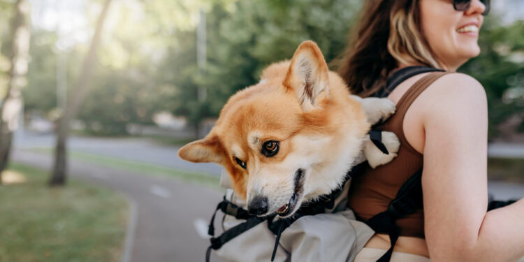 Der Hund in der modernen Gesellschaft: Zwischen Mobilität, Lebensstil und Partnerschaft In den letzten Jahrzehnten hat sich das Bild des Hundes in unserer Gesellschaft grundlegend gewandelt. War der Vierbeiner früher hauptsächlich Nutztier, Wachhund oder gelegentliches Haustier, so nimmt er heute vielfach die Rolle eines vollwertigen Familienmitglieds ein. Diese Entwicklung bringt neue Anforderungen mit sich. Hunde werden nicht mehr nur im Garten gehalten, sondern sind fester Bestandteil eines urbanen, mobilen Lebensstils. Sie begleiten ihre Halter auf Reisen, beim Einkaufen, bei Wanderungen oder sogar ins Büro. Daraus ergeben sich neue Bedürfnisse an Transport- und Mobilitätslösungen – und genau an diesem Punkt rücken die Hunderucksäcke in den Fokus. Mehr als ein modisches Accessoire: Die Funktion eines Hunderucksacks Ein Hunderucksack ist weit mehr als nur ein stylisches Utensil für Hundebesitzer. Er dient in erster Linie der sicheren und komfortablen Beförderung des Hundes über längere Distanzen oder in Situationen, in denen das Tier aus gesundheitlichen oder organisatorischen Gründen nicht selbst laufen kann. Insbesondere beim Hunderucksack Wandern zeigt sich der praktische Nutzen: Auf anspruchsvollen Strecken kann der Hund geschont werden, ohne dass er zurückgelassen werden muss. Auch in der Stadt, im öffentlichen Nahverkehr oder auf einem Motorrad („Hunderucksack Motorrad“) bietet der Rucksack eine sinnvolle Lösung. Für Hunde mit Einschränkungen, wie z. B. im fortgeschrittenen Alter, mit Gelenkproblemen oder nach Operationen, ist ein Hunderucksack oft eine unerlässliche Hilfe. Zudem profitieren kleine Rassen, die schneller ermüdet sind, von der Möglichkeit, sicher und bequem getragen zu werden. Modelle wie der Hunderucksack bis 5 kg oder der Hunderucksack bis 10 kg sind hier besonders gefragt. Ergonomie und Sicherheit: Worauf es bei der Auswahl ankommt Die Auswahl eines passenden Hunderucksacks sollte mit größter Sorgfalt erfolgen. Dabei sind sowohl das Gewicht als auch die Körperform des Tieres zu berücksichtigen. Ein hochwertiger Rucksack bietet ausreichend Polsterung, atmungsaktive Materialien und stabile Gurtsysteme, die eine ergonomische Verteilung des Gewichts gewährleisten. Es gibt eine breite Spannbreite an Größenklassen: vom Hunderucksack bis 15 kg über den Hunderucksack bis 20 kg bis hin zum Hunderucksack bis 40 kg für besonders große Tiere. Für große Rassen ist die Stabilität des Rucksacks von besonderer Bedeutung, weshalb gezielt nach Hunderucksack große Hunde gesucht wird. Modelle für kleinere Hunde zeichnen sich dagegen durch geringeres Eigengewicht und flexiblere Materialien aus. Hier stehen Varianten wie der Hunderucksack kleine Hunde im Vordergrund, die sich durch kompakte Bauweise und hohe Wendigkeit auszeichnen. Emotionale Nähe und Vertrauen durch physische Nähe Neben den praktischen Aspekten birgt die Nutzung eines Hunderucksacks auch emotionale Vorteile. Der enge Körperkontakt zwischen Mensch und Tier kann das Sicherheitsgefühl des Hundes stärken und das Vertrauen festigen. Viele Hundehalter berichten, dass sich ihre Tiere im Rucksack schnell wohlfühlen, da sie nah am Körper ihres Menschen sind. Insbesondere in lauten, unübersichtlichen Umgebungen wie Innenstädten, auf Bahnhöfen oder in Einkaufszentren kann ein Hunderucksack für Ruhe und Geborgenheit sorgen. Auch in Alltagssituationen, etwa beim Wochenmarktbummel, auf einer Fahrradtour oder beim Urlaub in fremder Umgebung, erweist sich der Rucksack als nützliches Mittel, um den Hund stressfrei zu integrieren. Modellvielfalt und Qualitätsunterschiede im Überblick Die Bandbreite an Hunderucksäcken ist mittlerweile beachtlich. Von funktionalen Basismodellen bis zu hochwertigen Outdoor-Rucksäcken mit Spezialfunktionen bietet der Markt für jede Anforderung eine passende Lösung. Laut aktuellen Hunderucksack Test-Ergebnissen schneiden insbesondere Modelle mit atmungsaktiven Einsätzen, reflektierenden Elementen und durchdachtem Tragesystem gut ab. Besondere Aufmerksamkeit verdienen Varianten für die Mitnahme auf motorisierten Fahrzeugen – etwa beim Hunderucksack Motorrad. Hier stehen Sicherheit und Stabilität im Vordergrund. Viele Hersteller setzen auf robuste Hartschalen und Gurtsysteme, die eine feste Verankerung am Fahrzeug ermöglichen. Experteneinschätzung: Was sagt die Fachwelt? Dr. Nina Engel, Produktexpertin bei Petwareshop.com, betont die zunehmende Bedeutung von ergonomischen Transportlösungen im Alltag mit Hund: „Ein gut durchdachter Hunderucksack kann nicht nur die Mobilität des Hundes sicherstellen, sondern auch den Halter physisch entlasten und emotionale Nähe fördern. Besonders bei langen Touren oder im städtischen Verkehr ist ein qualitativ hochwertiges Modell eine sinnvolle Investition.“ Laut Petwareshop.com steigt die Nachfrage nach tragbaren Hundelösungen jährlich deutlich, was die Relevanz dieses Themas unterstreicht. Nachhaltigkeit und Innovation: Blick in die Zukunft Mit der steigenden Nachfrage nach Hunderucksäcken steigt auch das Innovationspotenzial. Immer mehr Marken setzen auf recycelte oder besonders langlebige Materialien. Hinzu kommen Features wie integrierte Belüftungssysteme, wasserabweisende Stoffe, modulare Verstaumöglichkeiten oder faltbare Bauweisen, die den Transport im Alltag erleichtern. In naher Zukunft dürfen zudem vermehrt spezialisierte Modelle für bestimmte Hunderassen oder medizinische Bedürfnisse auf den Markt kommen. Häufig gestellte Fragen zum Thema Hunderucksack Wofür braucht man einen Hunderucksack? Ein Hunderucksack wird verwendet, um Hunde sicher und bequem zu transportieren, wenn sie selbst nicht laufen können oder sollen. Typische Einsatzgebiete sind Wanderungen, Städtetrips, Reisen mit öffentlichen Verkehrsmitteln oder die Mitnahme auf dem Motorrad. Auch bei gesundheitlichen Einschränkungen des Tieres erweist sich der Rucksack als nützliche Hilfe. Welche Hunderassen sind für einen Hunderucksack geeignet? Grundsätzlich eignen sich fast alle Rassen für den Transport im Hunderucksack, solange das passende Modell gewählt wird. Kleine bis mittelgroße Hunde finden meist problemlos Platz. Bei Hunderucksack große Hunde müssen besonders tragfähige Modelle mit verstärktem Boden und stabilen Trägern verwendet werden. Wie finde ich die richtige Größe und Tragkraft für meinen Hund? Ausschlaggebend sind das Gewicht und die Körperlänge des Hundes. Handelsübliche Kategorien sind Hunderucksack bis 5 kg, bis 10 kg, bis 15 kg, bis 20 kg und bis 40 kg. Der Rucksack sollte nicht zu eng, aber auch nicht zu groß sein, damit der Hund sich sicher und geborgen fühlt. Wie gewöhne ich meinen Hund an einen Hunderucksack? Die Gewöhnung sollte behutsam und in mehreren Schritten erfolgen. Anfangs reicht es, den Hund kurz in den Rucksack zu setzen, ohne ihn zu tragen. Später folgen kurze Trageeinheiten in vertrauter Umgebung. Belohnung durch Leckerlis oder Lob verstärkt positive Verknüpfungen. Welche Sicherheitsaspekte sind beim Hunderucksack zu beachten? Wichtige Kriterien sind feste Gurtsysteme, gut gepolsterte Innenflächen, atmungsaktive Materialien und rutschfeste Standflächen. Druckstellen und Hitzestau müssen vermieden werden. Bei Modellen für das Motorrad sollte zudem eine Fixierungsmöglichkeit vorhanden sein. Gibt es gesundheitliche Bedenken beim Tragen eines Hunderucksacks? Grundsätzlich ist der Transport im Rucksack für gesunde Hunde unbedenklich. Bei bestehenden orthopädischen Problemen oder Atemwegserkrankungen sollte jedoch ein Tierarzt zu Rate gezogen werden. Eine Überlastung durch zu langes Tragen ist ebenfalls zu vermeiden. Welche zusätzlichen Funktionen oder Ausstattungen sind bei einem Hunderucksack sinnvoll? Nützlich sind z. B. Reflektoren für Sichtbarkeit, integrierte Taschen für Zubehör, wasserabweisende Materialien, Belüftungsfenster und herausnehmbare Einlagen. Je nach Nutzungsszenario variieren die Prioritäten. Welche Hunderucksackmodelle sind empfehlenswert? In aktuellen Hunderucksack Test-Berichten schneiden Modelle mit ergonomischem Rückenteil, verstellbaren Gurten und atmungsaktiven Mesh-Einsätzen besonders gut ab. Marken, die auf Outdoorbedarf spezialisiert sind, bieten oft langlebige, funktionale Lösungen an. Mit einem hochwertigen Hunderucksack wird der Vierbeiner nicht nur sicher und bequem transportiert, sondern bleibt auch auf allen Wegen ein treuer Begleiter – ganz gleich, wohin die Reise geht.