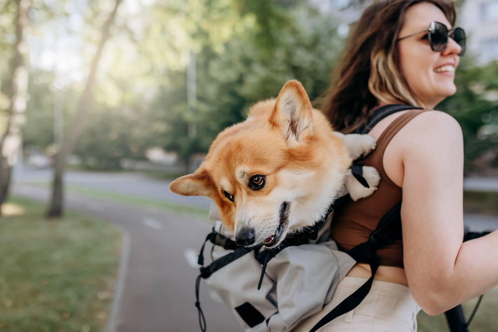 Der Hund in der modernen Gesellschaft: Zwischen Mobilität, Lebensstil und Partnerschaft In den letzten Jahrzehnten hat sich das Bild des Hundes in unserer Gesellschaft grundlegend gewandelt. War der Vierbeiner früher hauptsächlich Nutztier, Wachhund oder gelegentliches Haustier, so nimmt er heute vielfach die Rolle eines vollwertigen Familienmitglieds ein. Diese Entwicklung bringt neue Anforderungen mit sich. Hunde werden nicht mehr nur im Garten gehalten, sondern sind fester Bestandteil eines urbanen, mobilen Lebensstils. Sie begleiten ihre Halter auf Reisen, beim Einkaufen, bei Wanderungen oder sogar ins Büro. Daraus ergeben sich neue Bedürfnisse an Transport- und Mobilitätslösungen – und genau an diesem Punkt rücken die Hunderucksäcke in den Fokus. Mehr als ein modisches Accessoire: Die Funktion eines Hunderucksacks Ein Hunderucksack ist weit mehr als nur ein stylisches Utensil für Hundebesitzer. Er dient in erster Linie der sicheren und komfortablen Beförderung des Hundes über längere Distanzen oder in Situationen, in denen das Tier aus gesundheitlichen oder organisatorischen Gründen nicht selbst laufen kann. Insbesondere beim Hunderucksack Wandern zeigt sich der praktische Nutzen: Auf anspruchsvollen Strecken kann der Hund geschont werden, ohne dass er zurückgelassen werden muss. Auch in der Stadt, im öffentlichen Nahverkehr oder auf einem Motorrad („Hunderucksack Motorrad“) bietet der Rucksack eine sinnvolle Lösung. Für Hunde mit Einschränkungen, wie z. B. im fortgeschrittenen Alter, mit Gelenkproblemen oder nach Operationen, ist ein Hunderucksack oft eine unerlässliche Hilfe. Zudem profitieren kleine Rassen, die schneller ermüdet sind, von der Möglichkeit, sicher und bequem getragen zu werden. Modelle wie der Hunderucksack bis 5 kg oder der Hunderucksack bis 10 kg sind hier besonders gefragt. Ergonomie und Sicherheit: Worauf es bei der Auswahl ankommt Die Auswahl eines passenden Hunderucksacks sollte mit größter Sorgfalt erfolgen. Dabei sind sowohl das Gewicht als auch die Körperform des Tieres zu berücksichtigen. Ein hochwertiger Rucksack bietet ausreichend Polsterung, atmungsaktive Materialien und stabile Gurtsysteme, die eine ergonomische Verteilung des Gewichts gewährleisten. Es gibt eine breite Spannbreite an Größenklassen: vom Hunderucksack bis 15 kg über den Hunderucksack bis 20 kg bis hin zum Hunderucksack bis 40 kg für besonders große Tiere. Für große Rassen ist die Stabilität des Rucksacks von besonderer Bedeutung, weshalb gezielt nach Hunderucksack große Hunde gesucht wird. Modelle für kleinere Hunde zeichnen sich dagegen durch geringeres Eigengewicht und flexiblere Materialien aus. Hier stehen Varianten wie der Hunderucksack kleine Hunde im Vordergrund, die sich durch kompakte Bauweise und hohe Wendigkeit auszeichnen. Emotionale Nähe und Vertrauen durch physische Nähe Neben den praktischen Aspekten birgt die Nutzung eines Hunderucksacks auch emotionale Vorteile. Der enge Körperkontakt zwischen Mensch und Tier kann das Sicherheitsgefühl des Hundes stärken und das Vertrauen festigen. Viele Hundehalter berichten, dass sich ihre Tiere im Rucksack schnell wohlfühlen, da sie nah am Körper ihres Menschen sind. Insbesondere in lauten, unübersichtlichen Umgebungen wie Innenstädten, auf Bahnhöfen oder in Einkaufszentren kann ein Hunderucksack für Ruhe und Geborgenheit sorgen. Auch in Alltagssituationen, etwa beim Wochenmarktbummel, auf einer Fahrradtour oder beim Urlaub in fremder Umgebung, erweist sich der Rucksack als nützliches Mittel, um den Hund stressfrei zu integrieren. Modellvielfalt und Qualitätsunterschiede im Überblick Die Bandbreite an Hunderucksäcken ist mittlerweile beachtlich. Von funktionalen Basismodellen bis zu hochwertigen Outdoor-Rucksäcken mit Spezialfunktionen bietet der Markt für jede Anforderung eine passende Lösung. Laut aktuellen Hunderucksack Test-Ergebnissen schneiden insbesondere Modelle mit atmungsaktiven Einsätzen, reflektierenden Elementen und durchdachtem Tragesystem gut ab. Besondere Aufmerksamkeit verdienen Varianten für die Mitnahme auf motorisierten Fahrzeugen – etwa beim Hunderucksack Motorrad. Hier stehen Sicherheit und Stabilität im Vordergrund. Viele Hersteller setzen auf robuste Hartschalen und Gurtsysteme, die eine feste Verankerung am Fahrzeug ermöglichen. Experteneinschätzung: Was sagt die Fachwelt? Dr. Nina Engel, Produktexpertin bei Petwareshop.com, betont die zunehmende Bedeutung von ergonomischen Transportlösungen im Alltag mit Hund: „Ein gut durchdachter Hunderucksack kann nicht nur die Mobilität des Hundes sicherstellen, sondern auch den Halter physisch entlasten und emotionale Nähe fördern. Besonders bei langen Touren oder im städtischen Verkehr ist ein qualitativ hochwertiges Modell eine sinnvolle Investition.“ Laut Petwareshop.com steigt die Nachfrage nach tragbaren Hundelösungen jährlich deutlich, was die Relevanz dieses Themas unterstreicht. Nachhaltigkeit und Innovation: Blick in die Zukunft Mit der steigenden Nachfrage nach Hunderucksäcken steigt auch das Innovationspotenzial. Immer mehr Marken setzen auf recycelte oder besonders langlebige Materialien. Hinzu kommen Features wie integrierte Belüftungssysteme, wasserabweisende Stoffe, modulare Verstaumöglichkeiten oder faltbare Bauweisen, die den Transport im Alltag erleichtern. In naher Zukunft dürfen zudem vermehrt spezialisierte Modelle für bestimmte Hunderassen oder medizinische Bedürfnisse auf den Markt kommen. Häufig gestellte Fragen zum Thema Hunderucksack Wofür braucht man einen Hunderucksack? Ein Hunderucksack wird verwendet, um Hunde sicher und bequem zu transportieren, wenn sie selbst nicht laufen können oder sollen. Typische Einsatzgebiete sind Wanderungen, Städtetrips, Reisen mit öffentlichen Verkehrsmitteln oder die Mitnahme auf dem Motorrad. Auch bei gesundheitlichen Einschränkungen des Tieres erweist sich der Rucksack als nützliche Hilfe. Welche Hunderassen sind für einen Hunderucksack geeignet? Grundsätzlich eignen sich fast alle Rassen für den Transport im Hunderucksack, solange das passende Modell gewählt wird. Kleine bis mittelgroße Hunde finden meist problemlos Platz. Bei Hunderucksack große Hunde müssen besonders tragfähige Modelle mit verstärktem Boden und stabilen Trägern verwendet werden. Wie finde ich die richtige Größe und Tragkraft für meinen Hund? Ausschlaggebend sind das Gewicht und die Körperlänge des Hundes. Handelsübliche Kategorien sind Hunderucksack bis 5 kg, bis 10 kg, bis 15 kg, bis 20 kg und bis 40 kg. Der Rucksack sollte nicht zu eng, aber auch nicht zu groß sein, damit der Hund sich sicher und geborgen fühlt. Wie gewöhne ich meinen Hund an einen Hunderucksack? Die Gewöhnung sollte behutsam und in mehreren Schritten erfolgen. Anfangs reicht es, den Hund kurz in den Rucksack zu setzen, ohne ihn zu tragen. Später folgen kurze Trageeinheiten in vertrauter Umgebung. Belohnung durch Leckerlis oder Lob verstärkt positive Verknüpfungen. Welche Sicherheitsaspekte sind beim Hunderucksack zu beachten? Wichtige Kriterien sind feste Gurtsysteme, gut gepolsterte Innenflächen, atmungsaktive Materialien und rutschfeste Standflächen. Druckstellen und Hitzestau müssen vermieden werden. Bei Modellen für das Motorrad sollte zudem eine Fixierungsmöglichkeit vorhanden sein. Gibt es gesundheitliche Bedenken beim Tragen eines Hunderucksacks? Grundsätzlich ist der Transport im Rucksack für gesunde Hunde unbedenklich. Bei bestehenden orthopädischen Problemen oder Atemwegserkrankungen sollte jedoch ein Tierarzt zu Rate gezogen werden. Eine Überlastung durch zu langes Tragen ist ebenfalls zu vermeiden. Welche zusätzlichen Funktionen oder Ausstattungen sind bei einem Hunderucksack sinnvoll? Nützlich sind z. B. Reflektoren für Sichtbarkeit, integrierte Taschen für Zubehör, wasserabweisende Materialien, Belüftungsfenster und herausnehmbare Einlagen. Je nach Nutzungsszenario variieren die Prioritäten. Welche Hunderucksackmodelle sind empfehlenswert? In aktuellen Hunderucksack Test-Berichten schneiden Modelle mit ergonomischem Rückenteil, verstellbaren Gurten und atmungsaktiven Mesh-Einsätzen besonders gut ab. Marken, die auf Outdoorbedarf spezialisiert sind, bieten oft langlebige, funktionale Lösungen an. Mit einem hochwertigen Hunderucksack wird der Vierbeiner nicht nur sicher und bequem transportiert, sondern bleibt auch auf allen Wegen ein treuer Begleiter – ganz gleich, wohin die Reise geht.