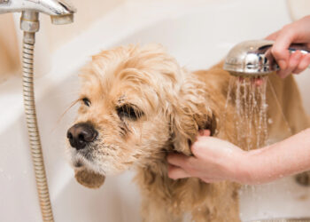 Hund richtig baden – Hundebadewanne, Shampoo & Co: Wichtige Tipps für die Fellpflege