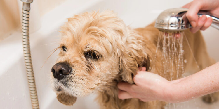Hund richtig baden – Hundebadewanne, Shampoo & Co: Wichtige Tipps für die Fellpflege