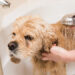Hund richtig baden – Hundebadewanne, Shampoo & Co: Wichtige Tipps für die Fellpflege