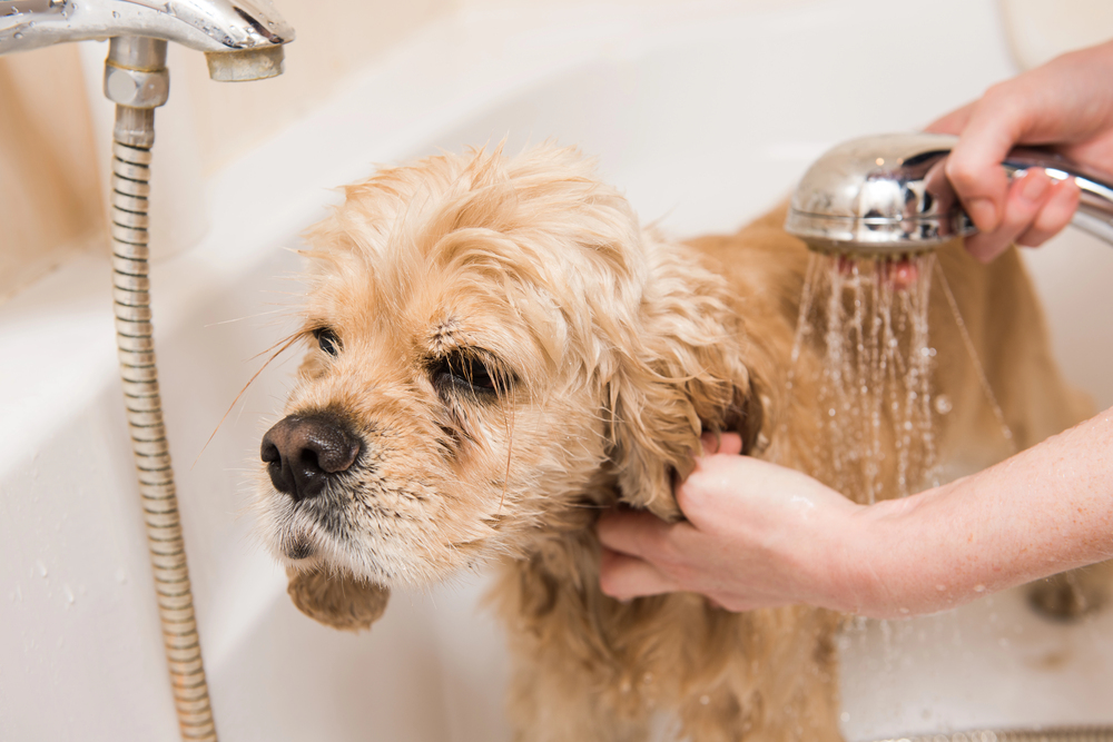 Hund richtig baden – Hundebadewanne, Shampoo & Co: Wichtige Tipps für die Fellpflege