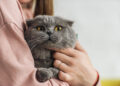 Was Sie über Katzenversicherungen wissen sollten – ein umfassender Überblick