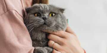 Was Sie über Katzenversicherungen wissen sollten – ein umfassender Überblick