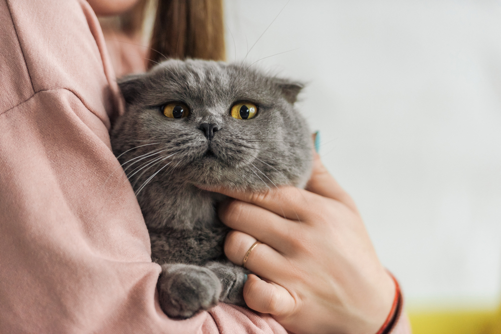 Was Sie über Katzenversicherungen wissen sollten – ein umfassender Überblick
