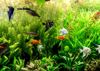 Aquaristik für Einsteiger: So gelingt der Start ins neue Hobby