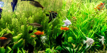 Aquaristik für Einsteiger: So gelingt der Start ins neue Hobby