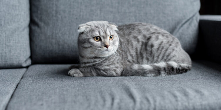 Möbelschutz bei Katzen: Kratzschutz Sofa, Wand und Einrichtung