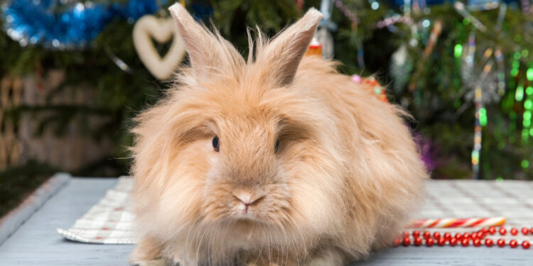 Festlicher Leitfaden, wie man kleine Haustiere inmitten funkelnder Lichter und verborgener Gefahren schützt