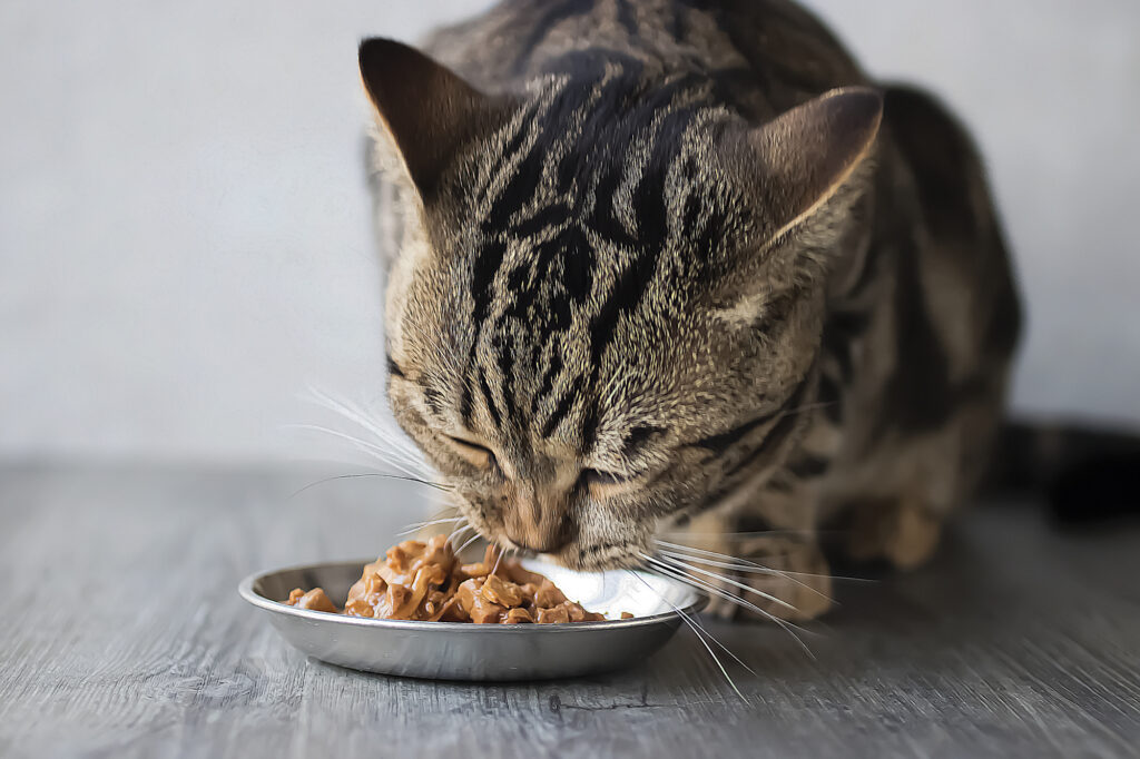 Taurin für Katzen: Warum diese Aminosäure über Gesundheit und Lebenserwartung entscheidet