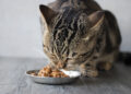 Taurin für Katzen: Warum diese Aminosäure über Gesundheit und Lebenserwartung entscheidet