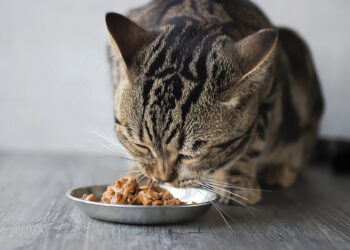 Taurin für Katzen: Warum diese Aminosäure über Gesundheit und Lebenserwartung entscheidet