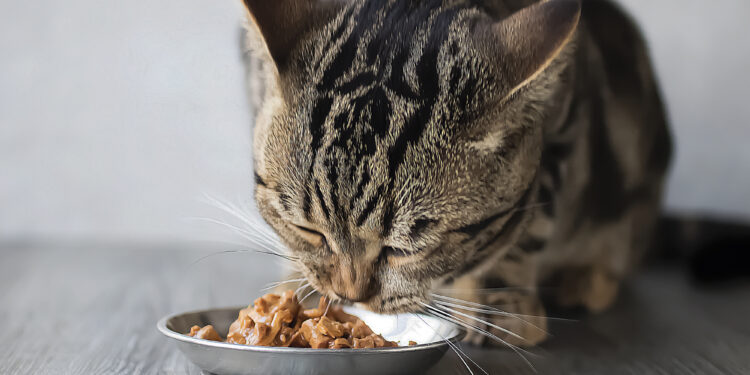 Taurin für Katzen: Warum diese Aminosäure über Gesundheit und Lebenserwartung entscheidet