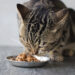 Taurin für Katzen: Warum diese Aminosäure über Gesundheit und Lebenserwartung entscheidet