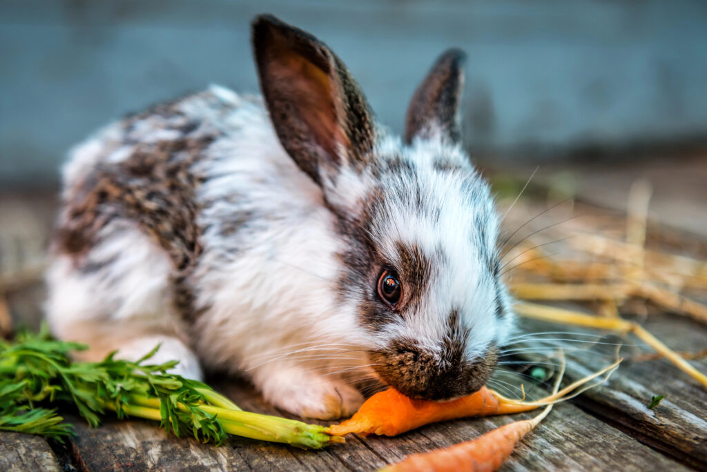 Zahnprobleme bei Kaninchen und Nagern: Warum die richtige Ernährung über Gesundheit entscheidet