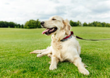 Warum Hunde draußen plötzlich nicht mehr ansprechbar sind – und was Halterinnen im Alltag verändern können