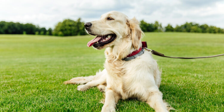 Warum Hunde draußen plötzlich nicht mehr ansprechbar sind – und was Halterinnen im Alltag verändern können
