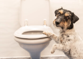 Wiederkehrender Durchfall beim Hund: Was ein Symptom- und Futtertagebuch leisten kann