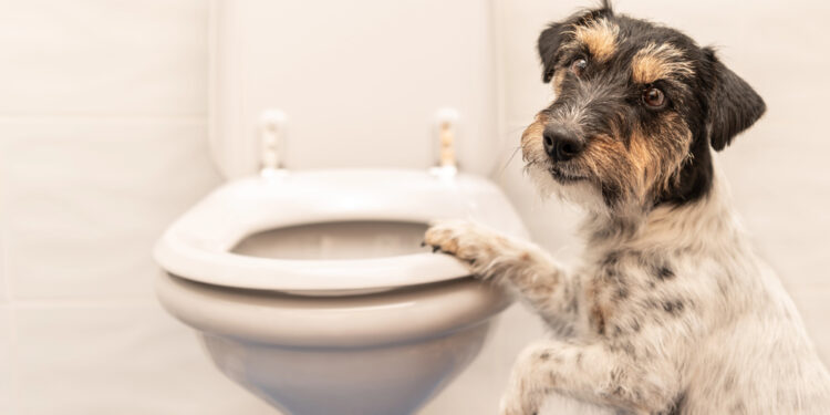 Wiederkehrender Durchfall beim Hund: Was ein Symptom- und Futtertagebuch leisten kann